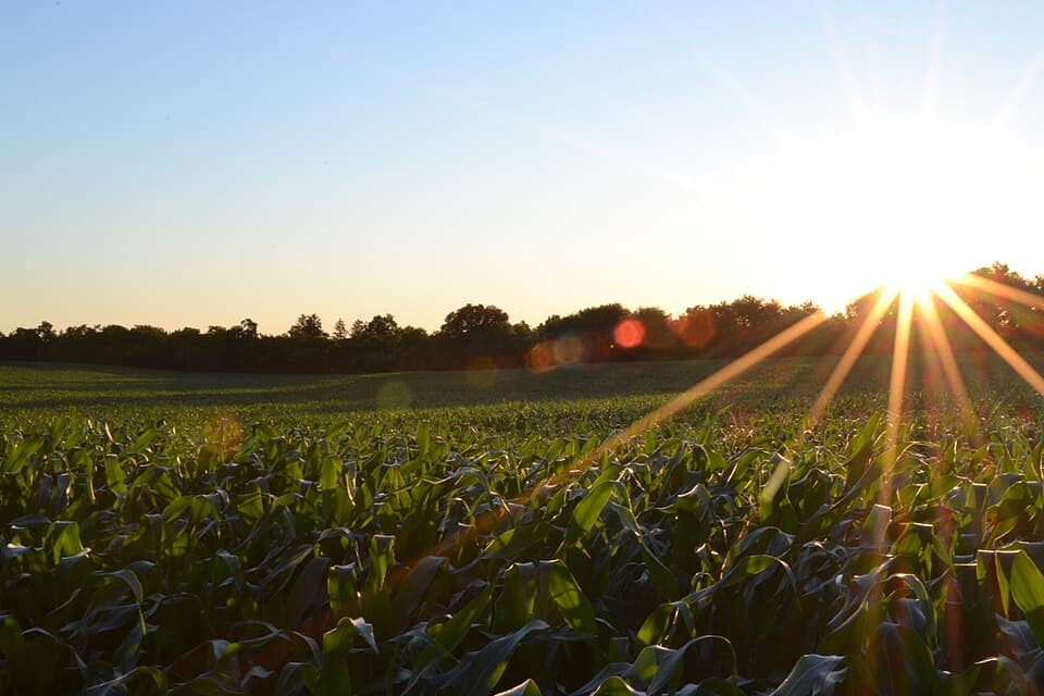 GenAI is the beginning: why deep tech is the future of agriculture